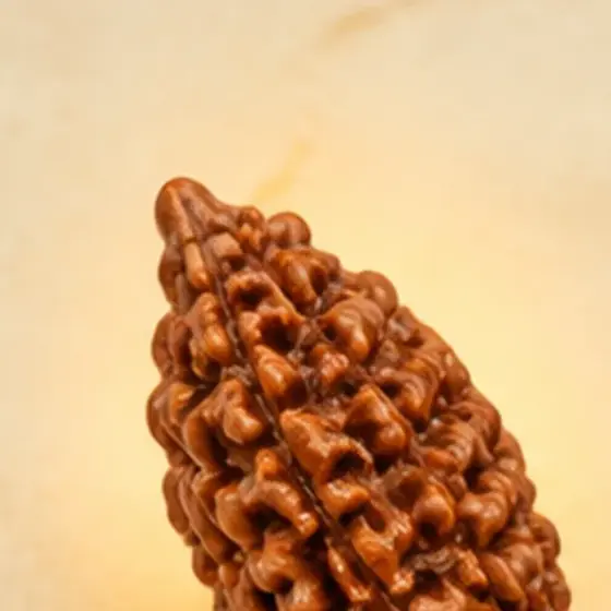 Illustrative catalogue view for 1 Mukhi Rudraksha; actual appearance varies