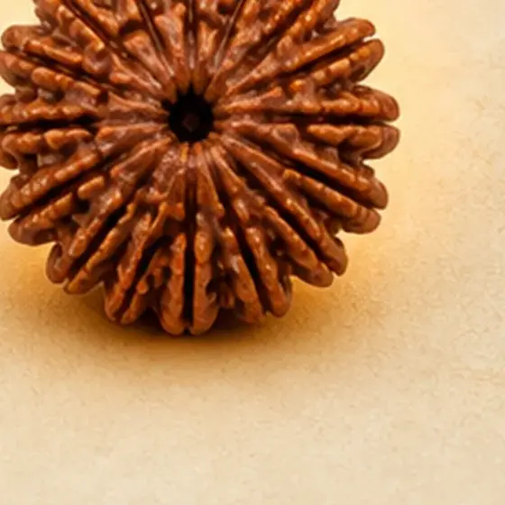 Rudraksha from the spiritual store