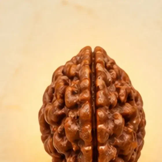 Illustrative catalogue view for 2 Mukhi Rudraksha; actual appearance varies