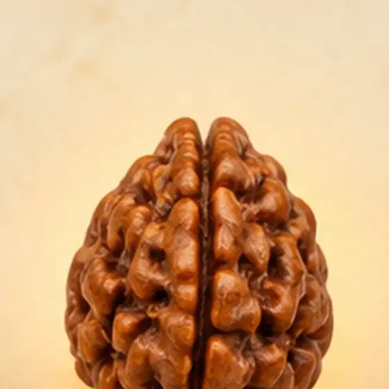 Illustrative catalogue view for 3 Mukhi Rudraksha; actual appearance varies