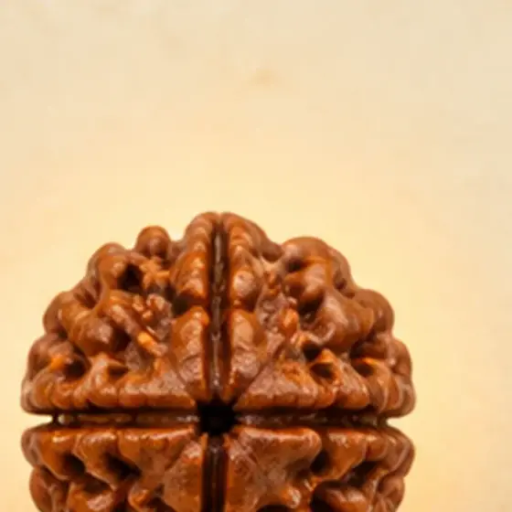 Illustrative catalogue view for 4 Mukhi Rudraksha; actual appearance varies