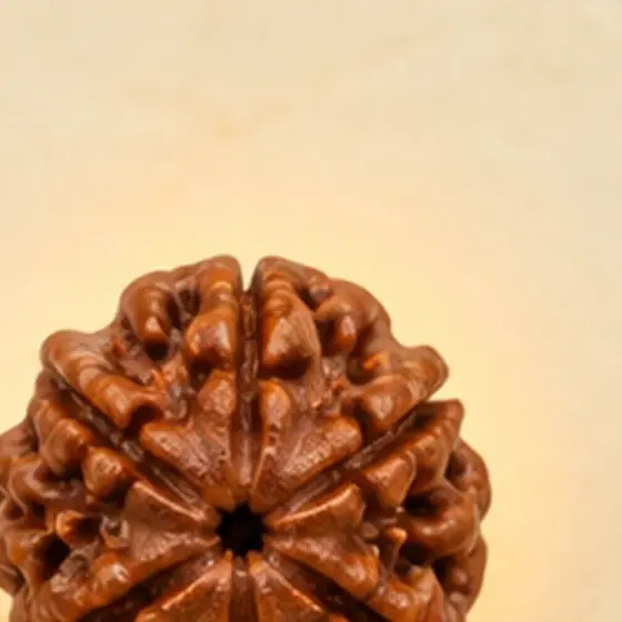 Illustrative catalogue view for 5 Mukhi Rudraksha; actual appearance varies