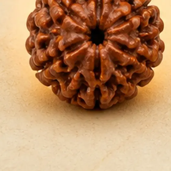 Illustrative catalogue view for 6 Mukhi Rudraksha; actual appearance varies