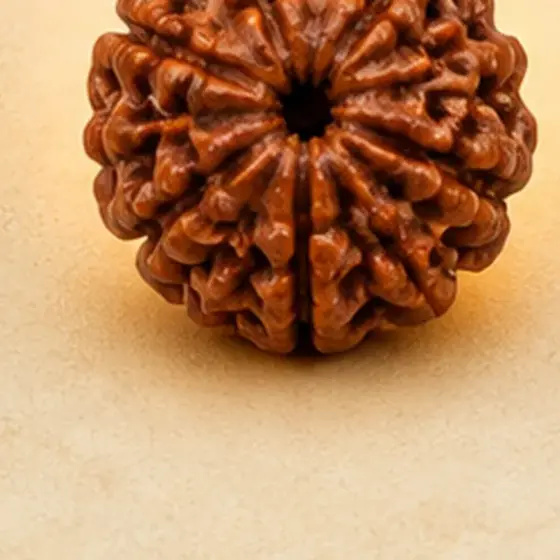 Illustrative catalogue view for 7 Mukhi Rudraksha; actual appearance varies