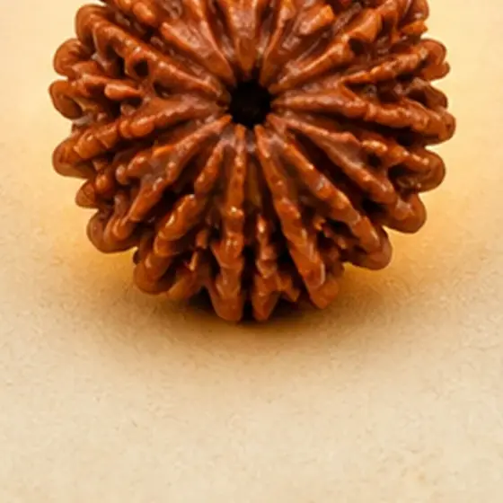 Illustrative catalogue view for 8 Mukhi Rudraksha; actual appearance varies