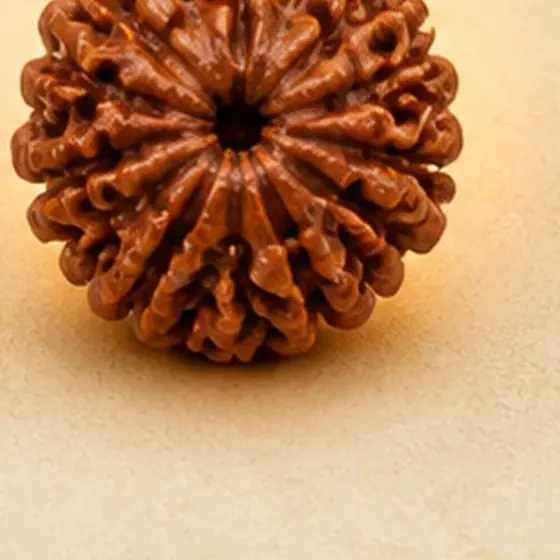 Illustrative catalogue view for 9 Mukhi Rudraksha; actual appearance varies